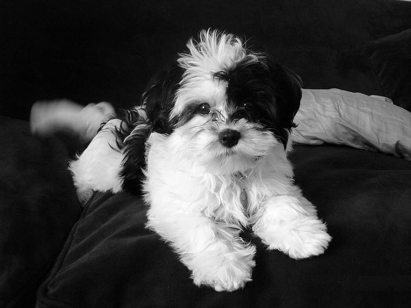 Shih Tzu puppy, cute, shih tzu, puppy, dog, animal, HD wallpaper