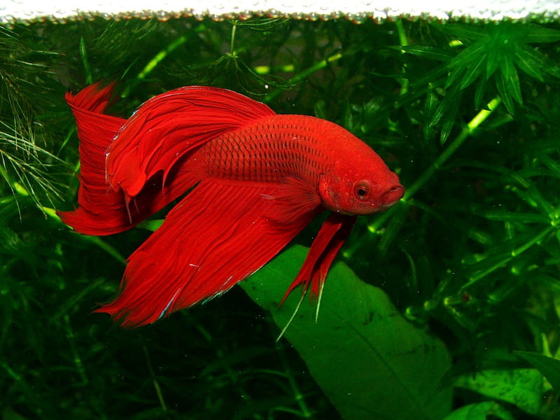 Red Beta Fish, beta fish, vibrant red, fish pond, HD wallpaper