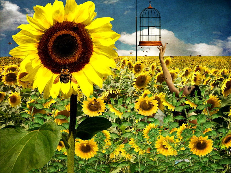 **Sunflower Bee of Fields**, pretty, wonderful, clouds, women, sweet, fantasy, butterfly, splendor, love, flowers, pollen, surreal, insects, lovely, cheerful, sunflower, sky, cool, cage, field, colorful, manipulantion, bonito, digital art, leaves, people, girls, gorgeous, animals, amazing, female, colors, butterflies, bee, magical, petals, HD wallpaper