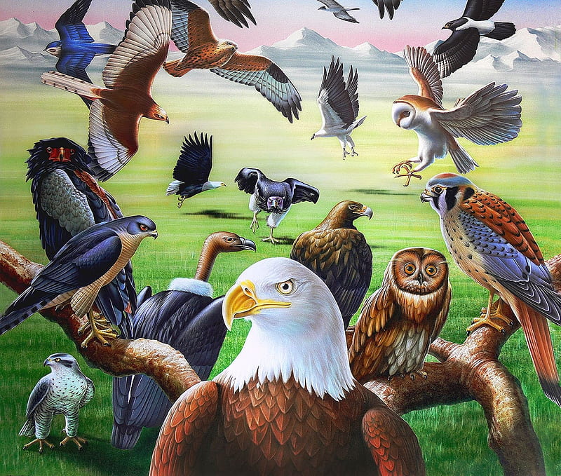 Raptors, owl, painting, eagle, hawk, falcon, vulture, artwork, HD wallpaper