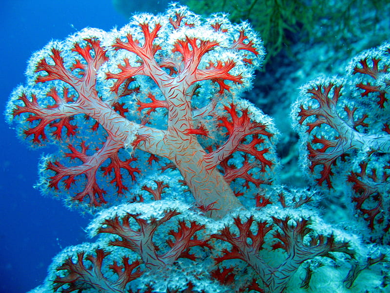 Coral, underwater, water, plant, ocean, nature, sea, HD wallpaper