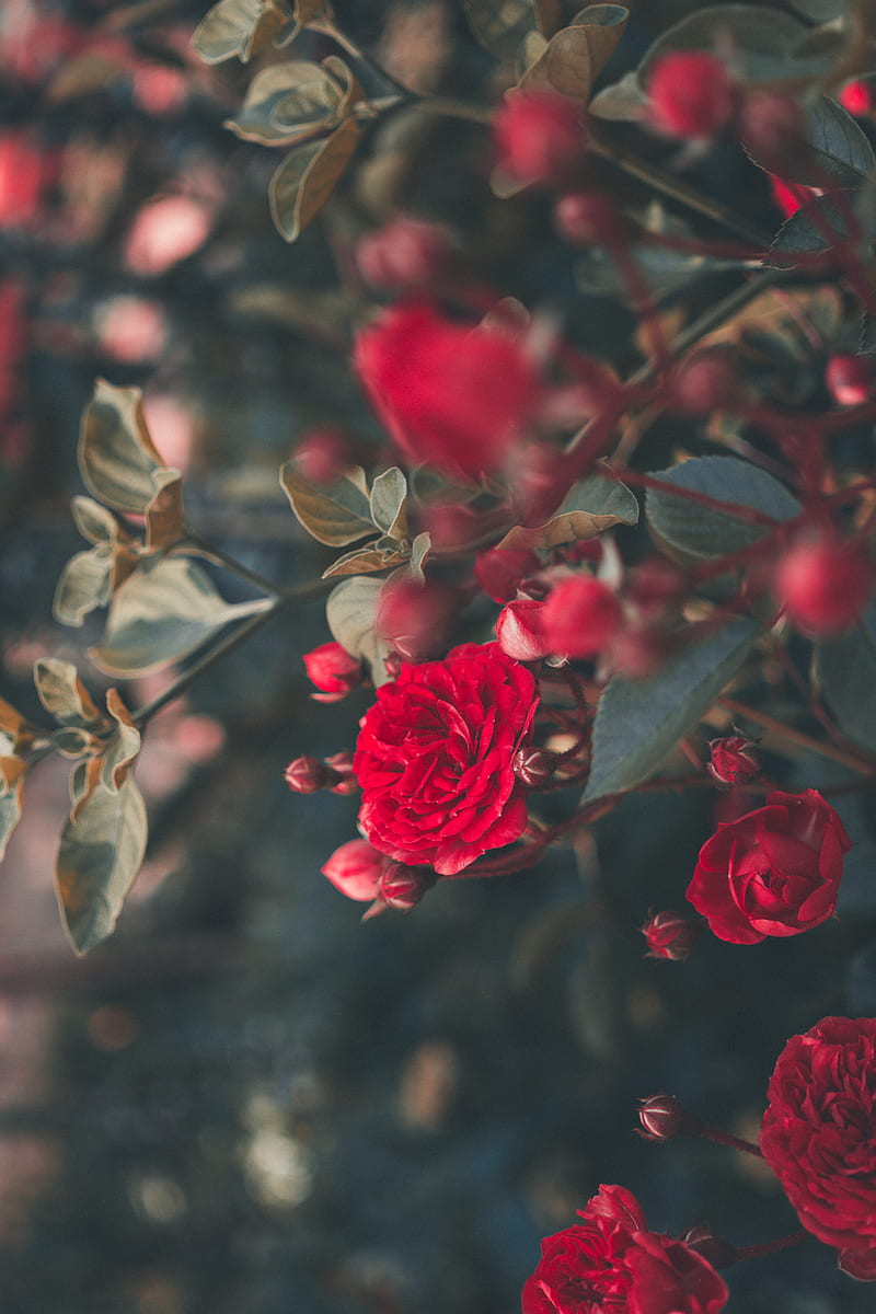 blooming red roses, HD phone wallpaper