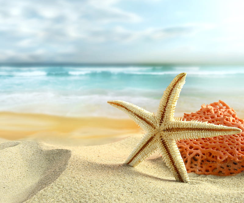 Beach View , beach, fish sea, star, HD wallpaper