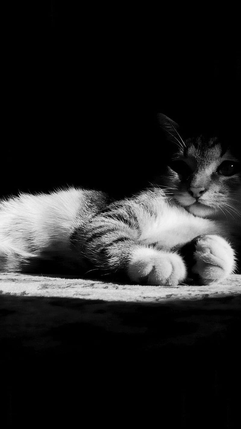 Cat, kitten, pet, shadows, HD phone wallpaper