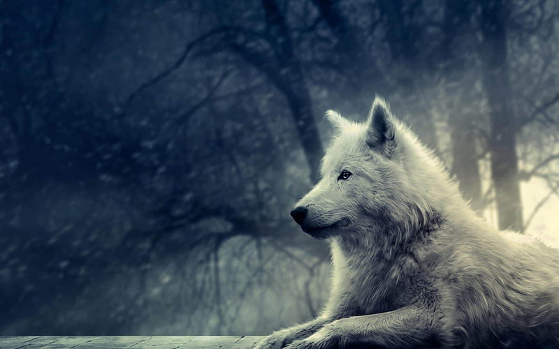 wolf -2013 Animal World, HD wallpaper
