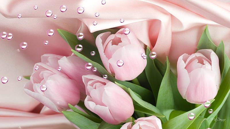 Spring Tulips and Rain, pink tulips, satin, raindrops, spring, soft, HD wallpaper