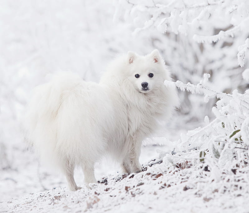 Dogs, Spitz, Dog, Snow, Winter, HD wallpaper