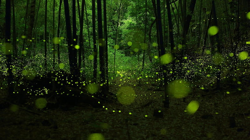 Twilight Forest, forest, glow, bokeh, trees, fireflies, HD wallpaper