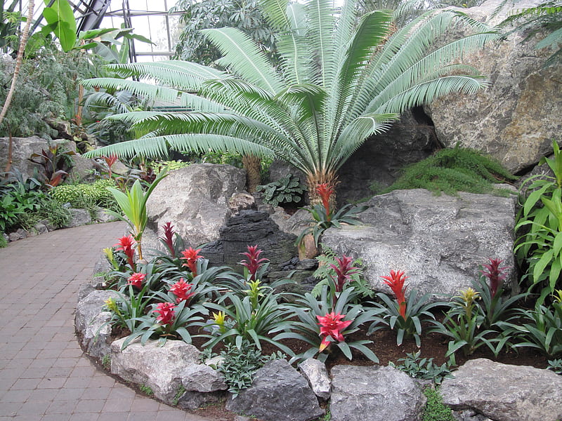 Conservatory of flowers in Edmonton 27, red, rocks, palm, bromeliad, tree, graphy, green, gris, garden, Flowers, HD wallpaper