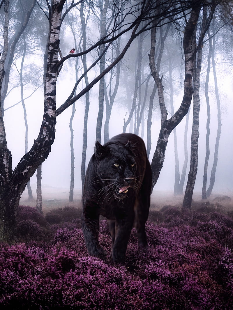 Big Black Cat Panther, animal, big cat, bird, feline, forest, robin, trees, wood, HD phone wallpaper