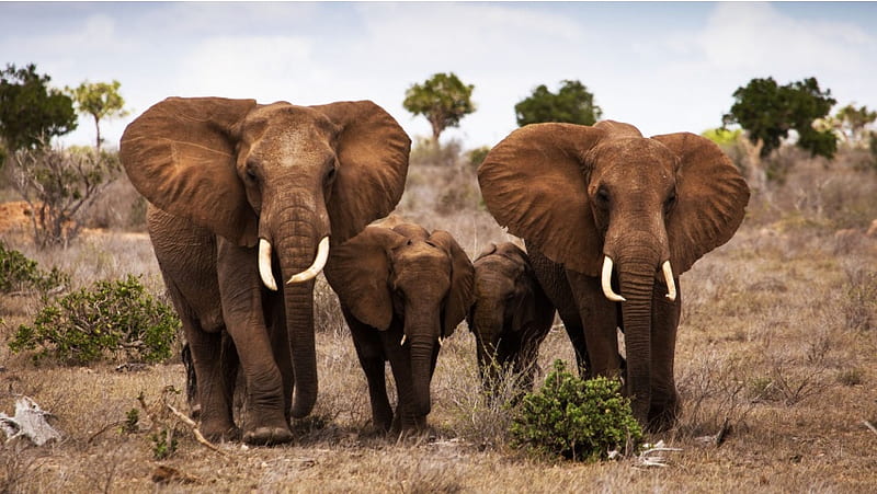 Elephants Family, HD wallpaper