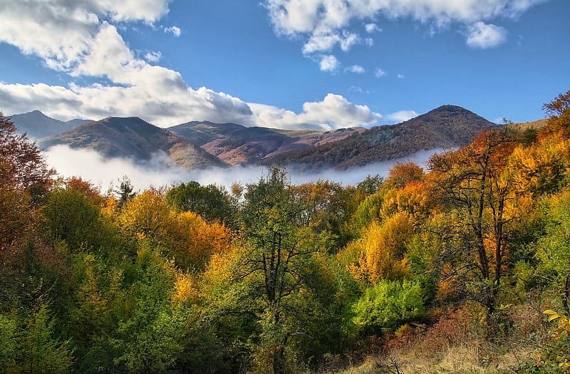 Mountain, forest, fall, autumn, view, colors, trees, sky, clouds ...