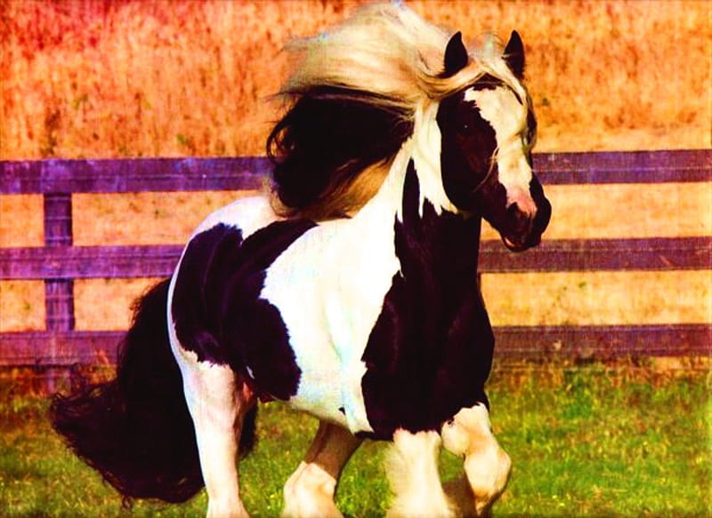 Galloping Gypsy Vanner, Gypsy Vanner, Black and White Horse, Horses, Paint Horses, HD wallpaper