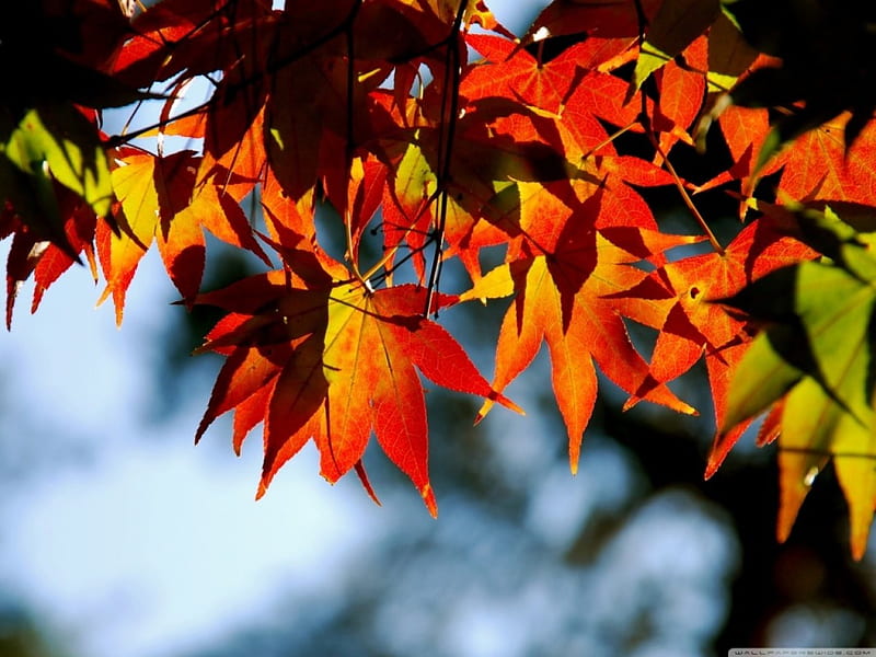 Mapple tree, red, leaves, sky, green, HD wallpaper