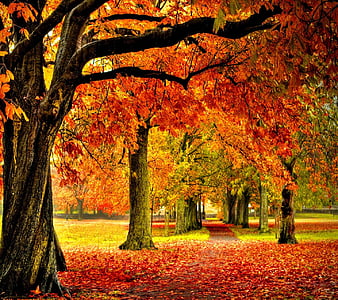 Autumn Park, look, nice, HD wallpaper | Peakpx
