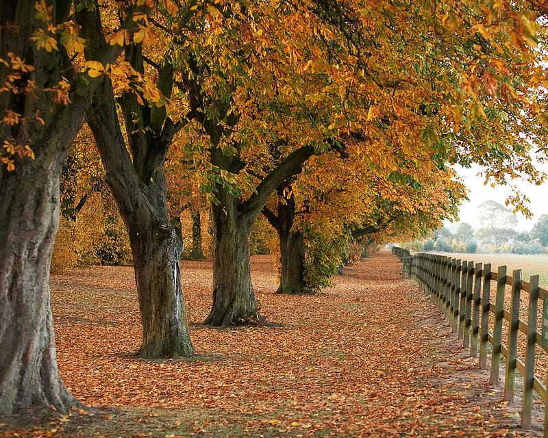 Autumn Trees, autumn fall, bonito, trees, wooden fence, meadow, HD wallpaper