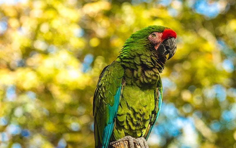 Bolivian Military Macaw, bokeh, parrots, wildlife, green parrot, Macaw, Ara, HD wallpaper
