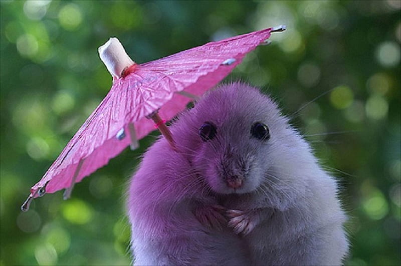 Cute mouse, animal, chinese zodiac, umbrella, sweet, cute, vara, year of the rat, mouse, summer, rodent, parasol, pink, soricel, HD wallpaper