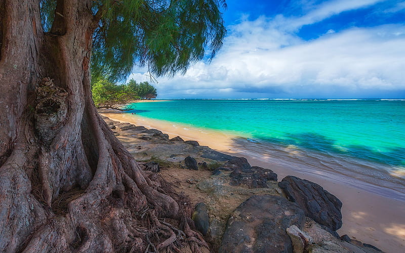 Hawaii, USA, Kalihivai, ocean, beach, palm, sand, the Pacific Ocean, HD wallpaper