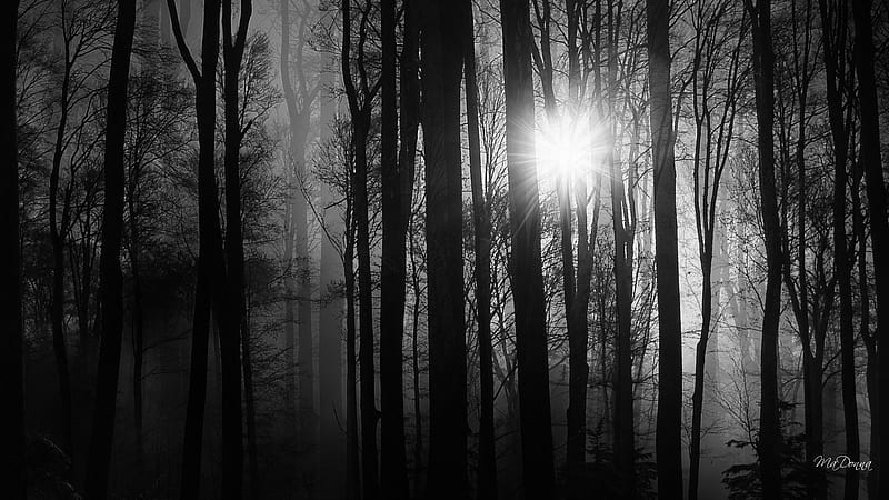 Light Into the Woods, forest, dawn, sun, woods, black and white ...