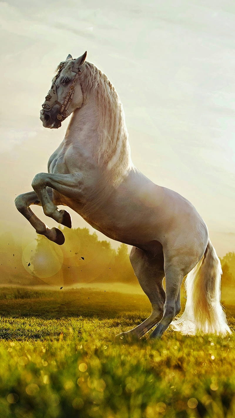 White horse, bonito, caballos prance, prancing, strong, HD phone wallpaper