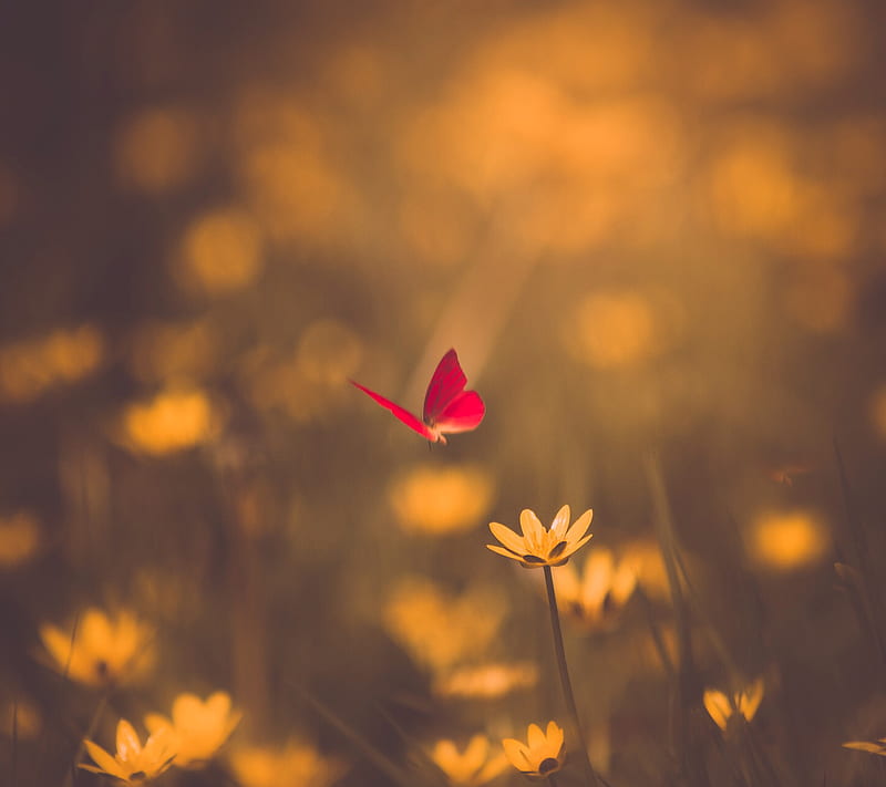 Butterfly, flowers, nature, red, yellow, HD wallpaper