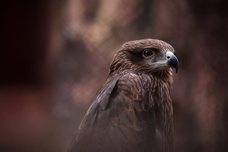 Hawk Bird Of Prey , hawk, birds, predator, HD wallpaper