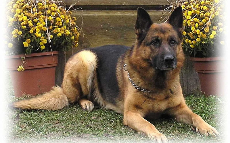 German Shepherd, domestic, big, european, dog, HD wallpaper