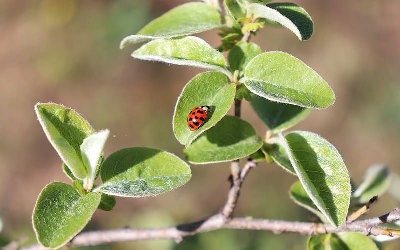 Ladybug on Quince Tree, bug, ladybug, leaves, plant, quince, macro, HD wallpaper