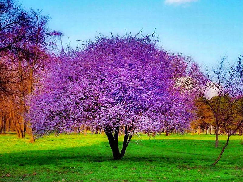 Purple Tree, tree, bonito, purple, HD wallpaper