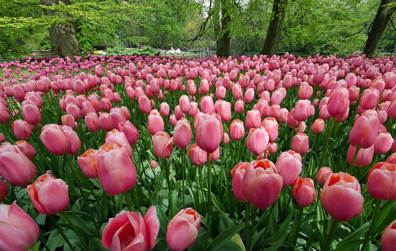 Tulips Parade, Netherlands, bloom, springtime, Keukenhof, bonito, park, trees, flowers, garden, tulips, meadow, HD wallpaper