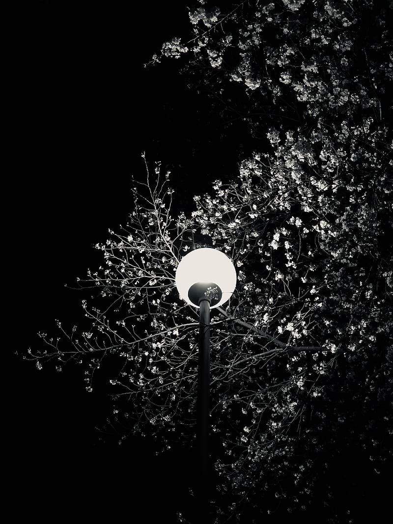 Lantern, tree, branches, flowers, night, HD phone wallpaper | Peakpx