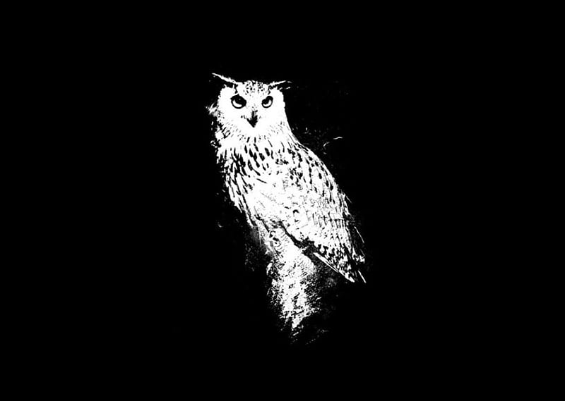 Owl, black, white, bird, HD wallpaper