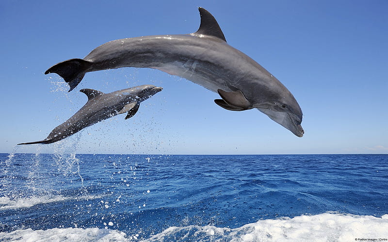 Common bottlenose dolphins-Animal World graphy, HD wallpaper