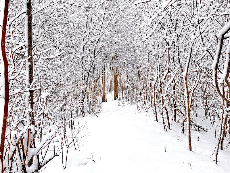 HD Wallpaper: Snow Covered Pathway During Daytime, Winter, Forest