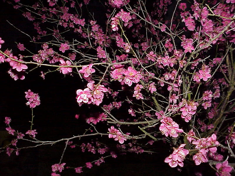 PLUM BLOOMS, plum, tree, blooms, pink, HD wallpaper