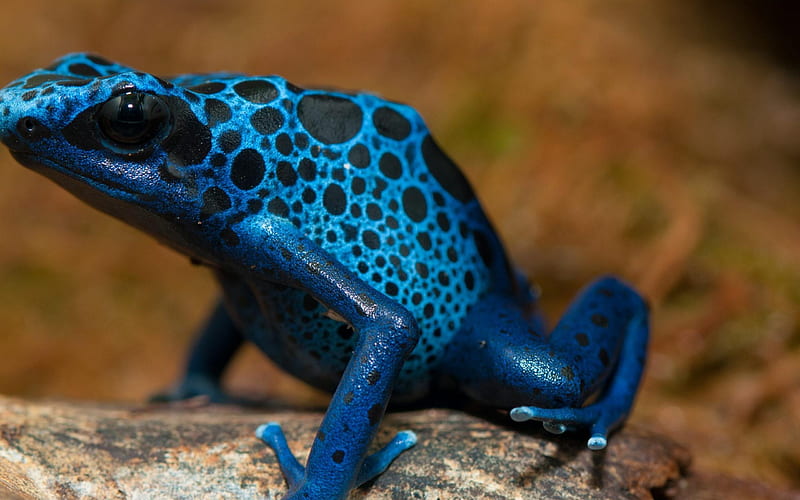 Frog Blue Poison Arrow Frog-Animal selection, HD wallpaper