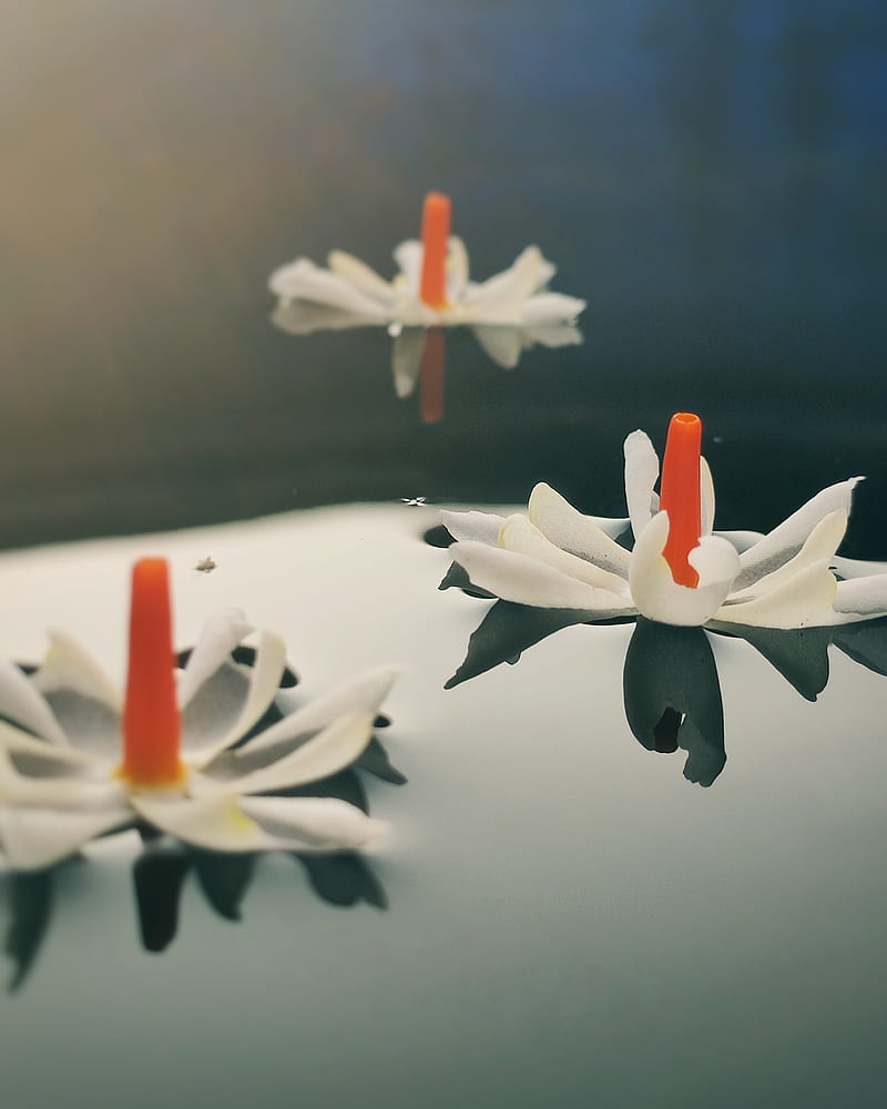 white and orange flower petals on water, HD phone wallpaper