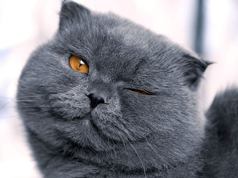 Funny gray cat, look, feline, gris, funny, cat, kitten, animal, HD wallpaper