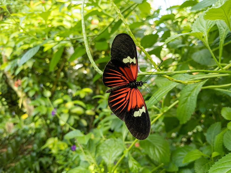 tropical butterfly, butterfly, wings, pattern, plants, HD wallpaper