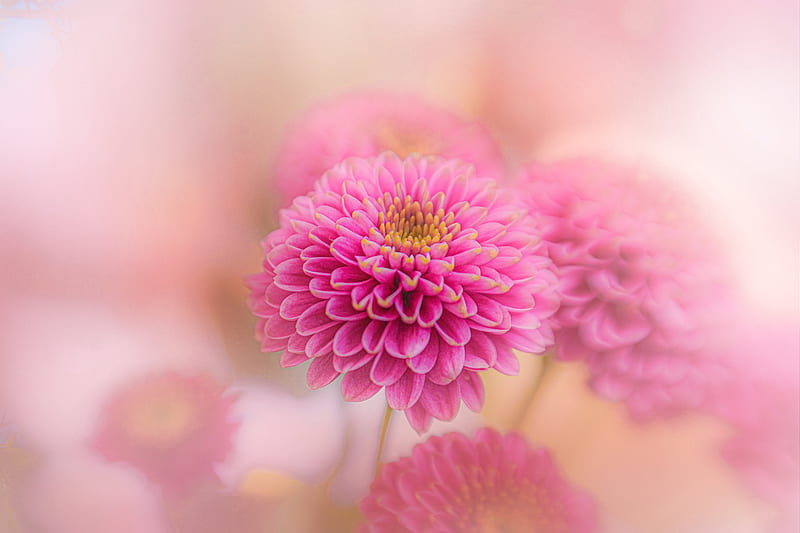 Mobile wallpaper: Flowers, Chrysanthemum, Flower, Macro, Earth, Yellow  Flower, 420009 download the picture for free.