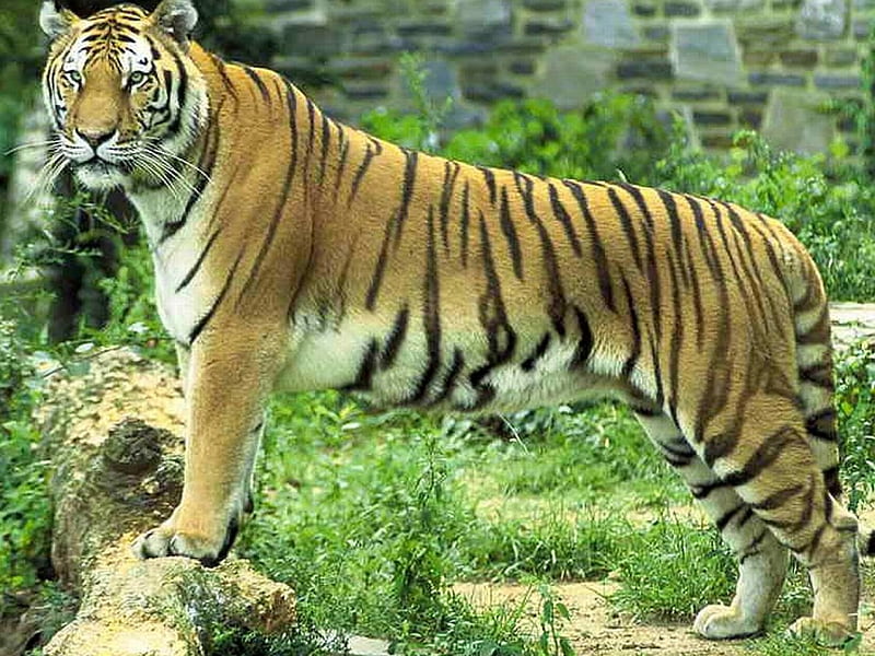 Tiger, cool, bonito, HD wallpaper