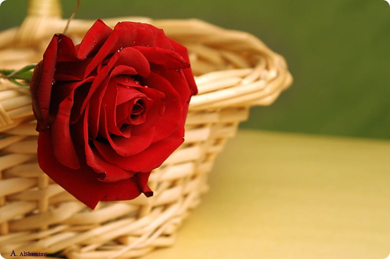 Flowers, rose, abstract, basket, HD wallpaper | Peakpx