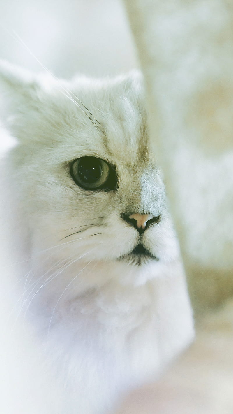 White Beauty, animals, pets, cats18, pets18, HD phone wallpaper | Peakpx