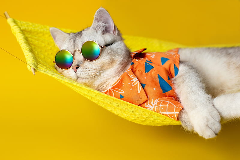 Cats, Cat, Sunglasses, HD wallpaper