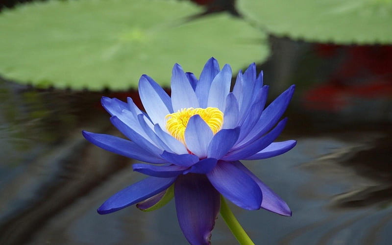 Blue lotus, water, lotus, green, flower, nature, lake, blue, leaf, HD wallpaper