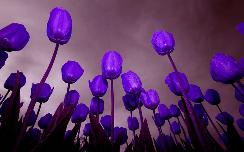 Pushing Up Purple, colorful, purple, bright, flowers, stems, tulips, HD wallpaper
