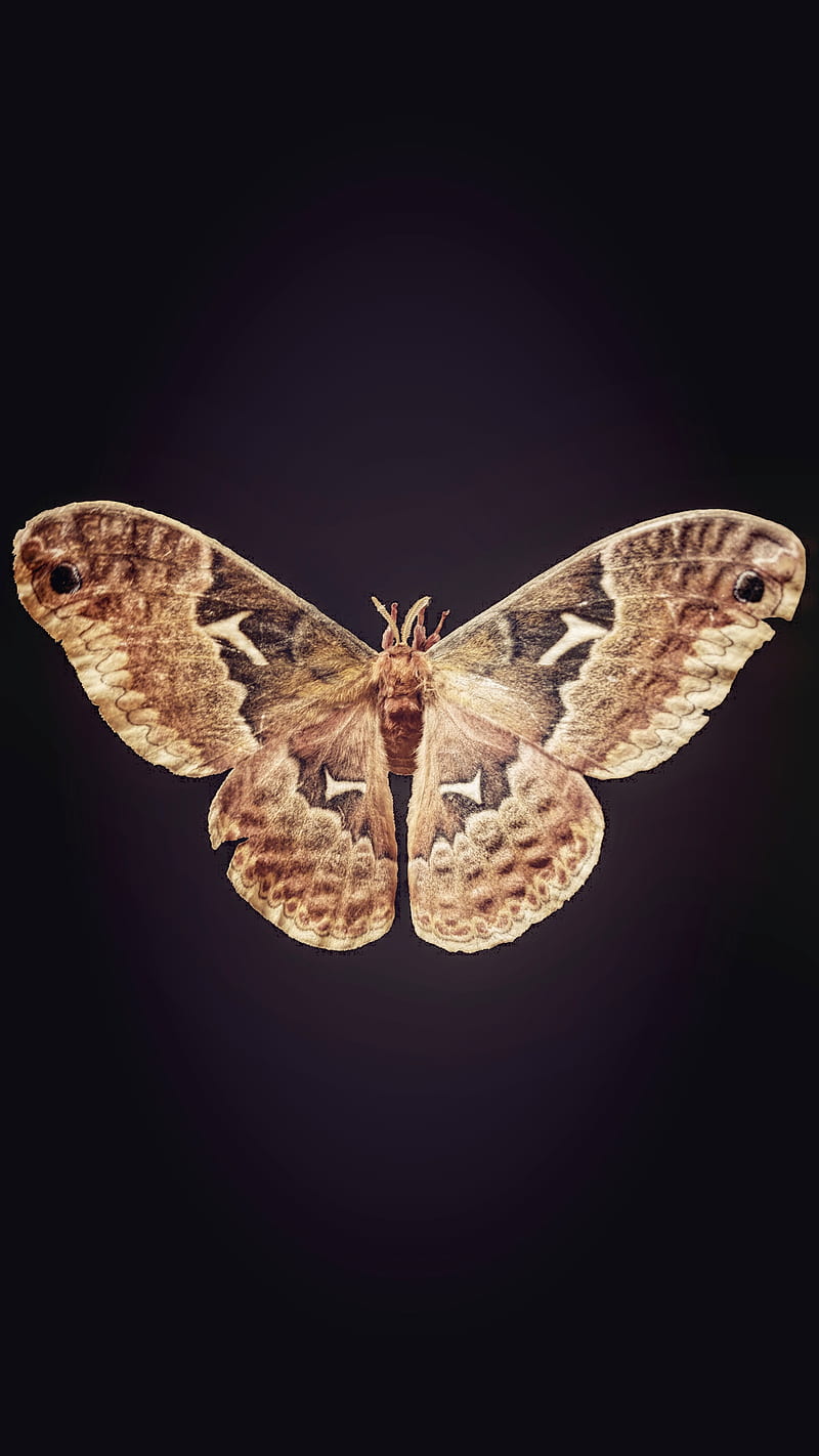 Post Office Moth, balance, dark, insect, insects, HD phone wallpaper