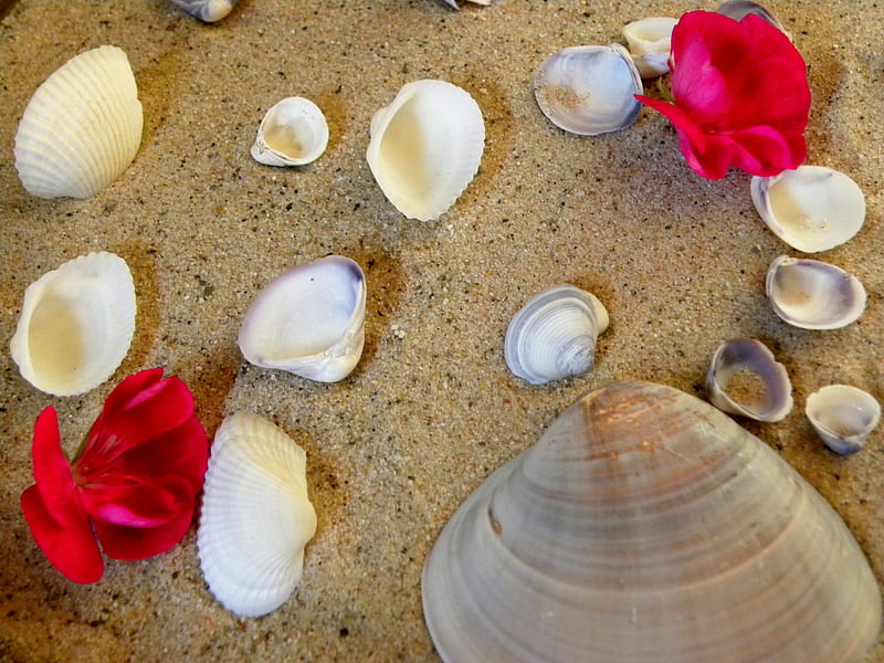 Seashells And Flowers, Sand, Seashells, graphy, Flowers, HD wallpaper