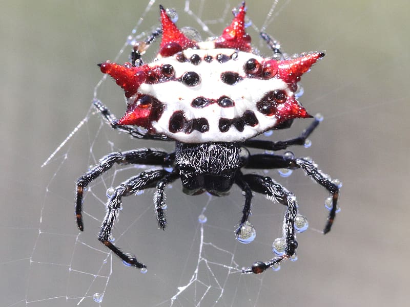 Spiders, Animal, Spider, Spiny Orb Weaver, HD wallpaper